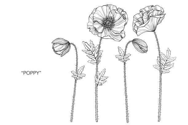 Poppy flower drawing illustration. Black and white with line art on white backgrounds. Poppy flower drawing illustration. Black and white with line art on white backgrounds. oriental poppy stock illustrations