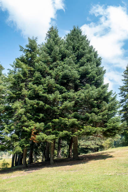 natur und tier - planting tree poplar tree forest stock-fotos und bilder