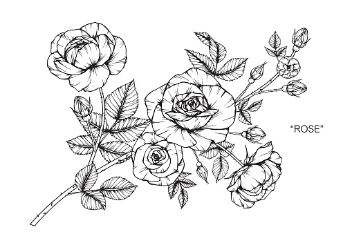 Rose Flower Drawing Illustration Black And White With Line Art On White ...