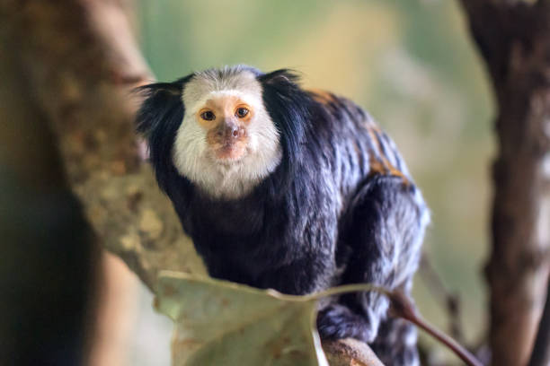 Callithrix geoffroyi Beautiful close up portrait of the white-headed marmoset (Callithrix geoffroyi), aka the tufted-ear marmoset or Geoffroy's marmoset, endemic to Brazil. callithrix geoffroyi stock pictures, royalty-free photos & images