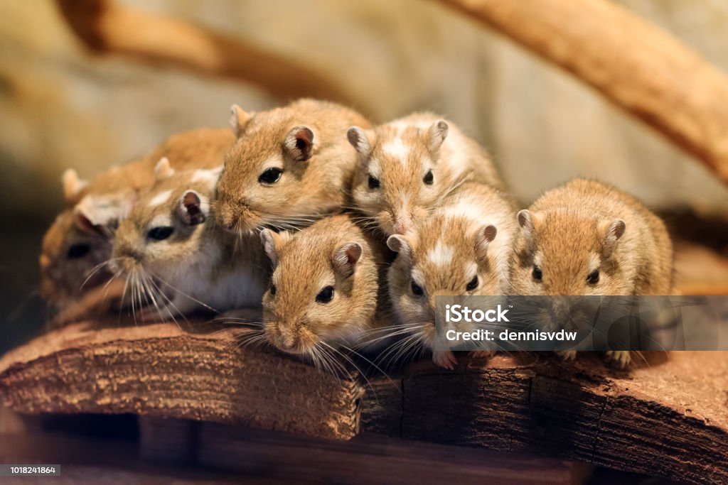 Cute Mongolian gerbil family Beautiful close up a cute family of Mongolian gerbil or Mongolian jird (Meriones unguiculatus) packed together for heat Mouse - Animal Stock Photo
