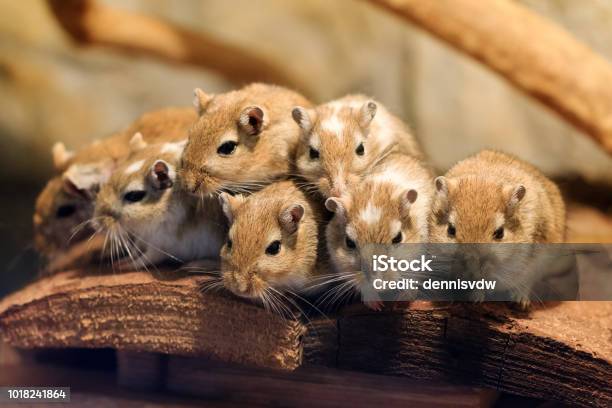 Cute Mongolian Gerbil Family Stock Photo - Download Image Now - Mouse - Animal, Animal, Animal Family