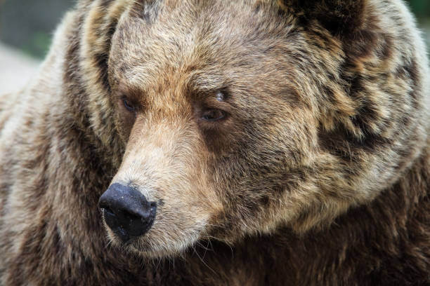 istock Eurasian brown bear side portrait 1018242466