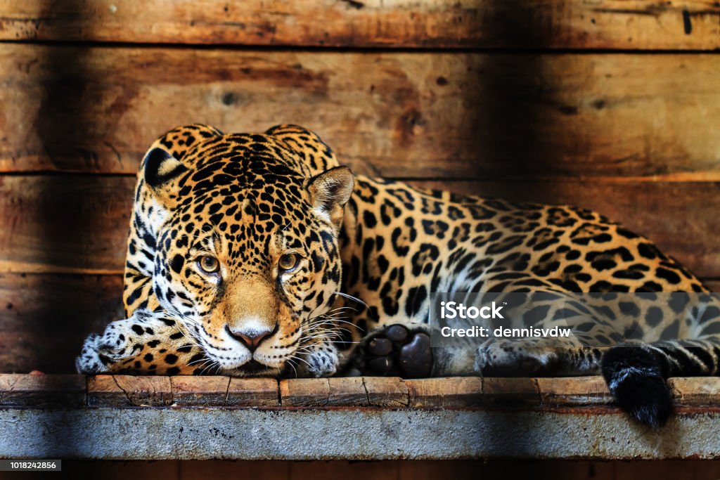 Jaguar portrait Beautiful close up of a Jaguar (Panthera onca), a wild cat species native to the Americas Jaguar - Cat Stock Photo