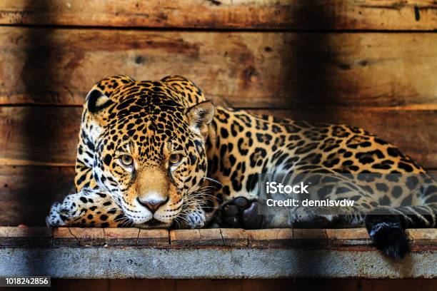 Jaguar Portrait Stock Photo - Download Image Now - Jaguar - Cat, Animals In Captivity, Black Color