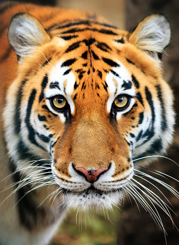 Beautiful close up portrait of a Siberian tiger (Panthera tigris tigris), also called Amur tiger