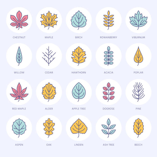 herbstlaub flache linie symbole. blatt-typen, rowan, birke, ahorn, kastanie, eiche, zeder, kiefer, linden, guelder rose. dünne vektor-zeichen der natur pflanzen - hawthorn square shape square leaf stock-grafiken, -clipart, -cartoons und -symbole