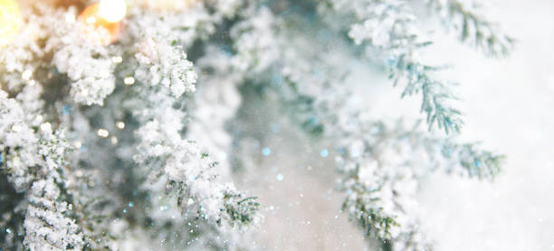 istock Christmas tree branch, holiday background 1018246322