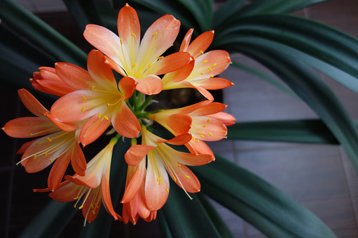 Photograph of a blossoming Yellow Clivia Kaffir Lily flower growing in a domestic garden in regional Australia