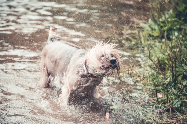 A young border collie shaking off water after retrieving a ball from the water in Linn Park, Glasgow.