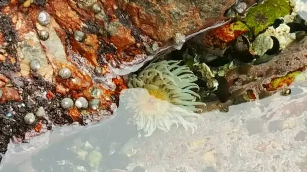 Beautiful, delicate sea anemone nestled in a crevice between the rocks, surrounded by sea snails and algae.
