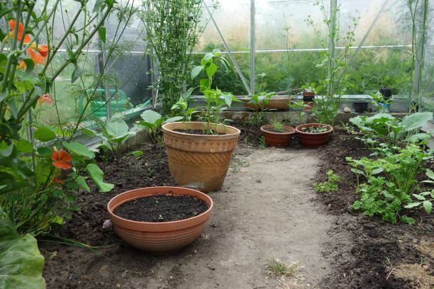 istock Inside view of a greenhouse with pots and seedlings 1018255444