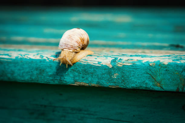 small snail approaches the edge of an old, blue-painted bench