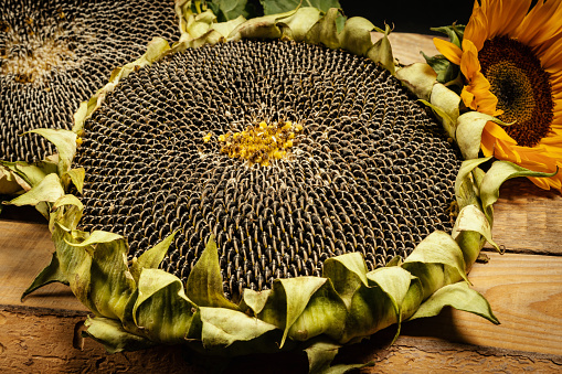 big and delicious sunflower on an old wooden table on a black background