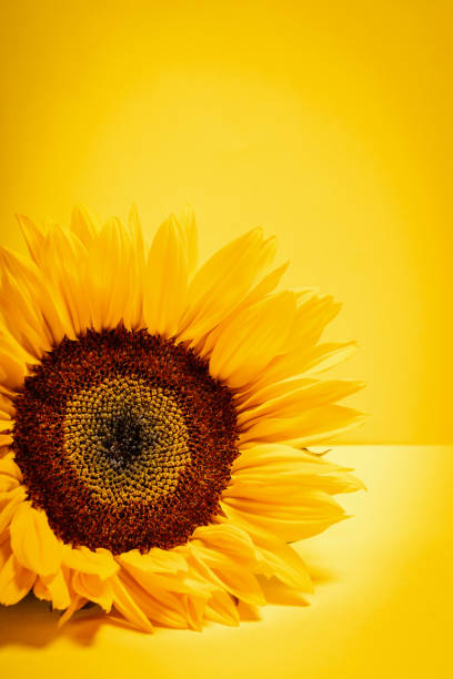 istock beautiful sunflower flower on a yellow background 1018256446