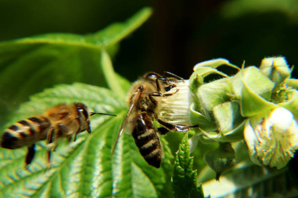 A one european honey bee, apis mellifera, pollinated beautiful bloom of raspberry and second come right now to next bloom. Two bee in one photo