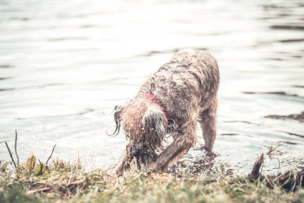 istock Happy dog playing in muddy water 1018256950