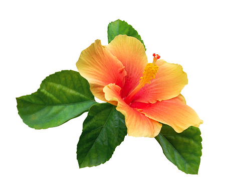 Hibiscus rosa-sinensis, a genus of flowering plants in the mallow family, Malvaceae