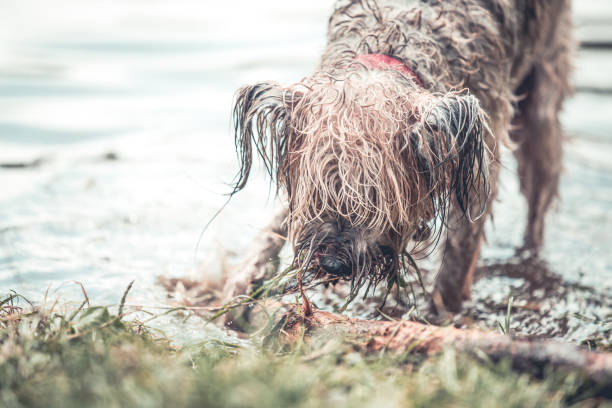 istock Happy dog playing in muddy water 1018256974