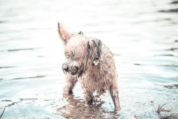 istock Happy dog playing in muddy water 1018257062