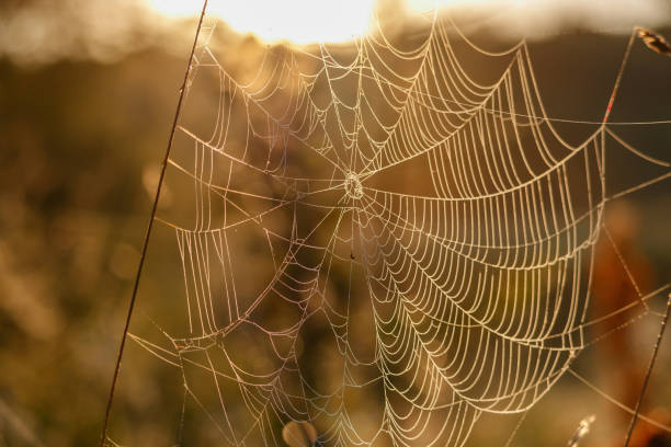 istock Spider web with dew drops on a plants stems at sunny summer morning 1018259282