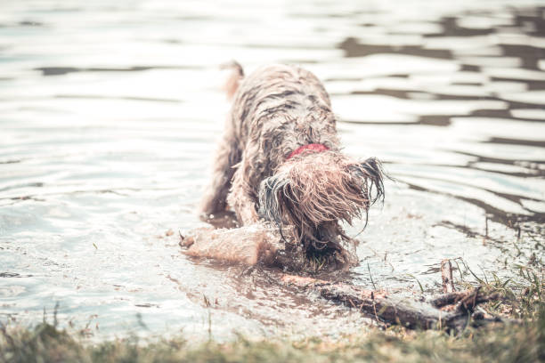 istock Happy dog playing in muddy water 1018259328