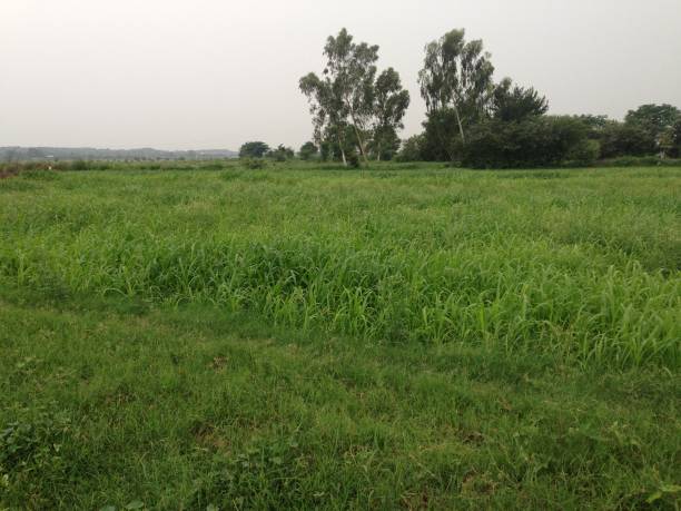 istock Gurrah kanjal village farmer natural barely crops fields scene 1018259420