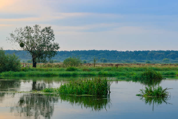 istock River shore with green grass and lonely tree against water surface on a cloudy summer evening. River landscape 1018259472