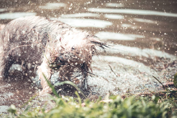istock Happy dog playing in muddy water 1018259586
