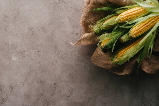istock flat lay with ripe corn cobs on sack cloth on grey concrete tabletop 1018259798