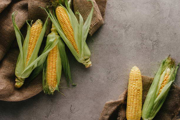 istock flat lay with ripe corn cobs on sack cloth on grey concrete tabletop 1018259816