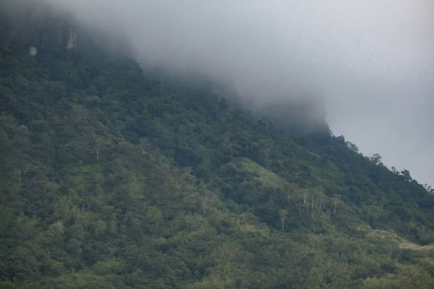 istock Misty mountains and beautiful trees. 1018259862