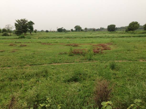 istock Gurrah kanjal farmer field 1018259950