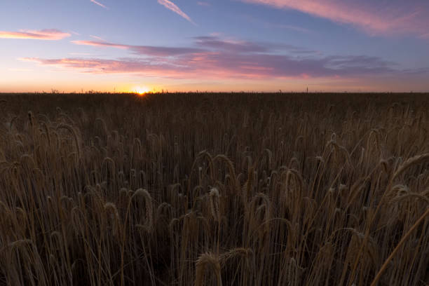 istock Wheat cereal field ready to harvest in Palencia, Castilla 1018263150