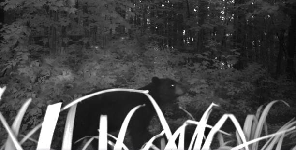 istock Late night prowling black bear 1018266124