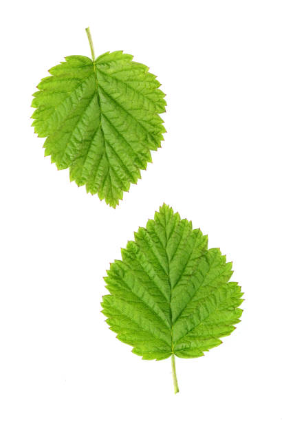 Green leves isolated on white background.HAzelnut leves.