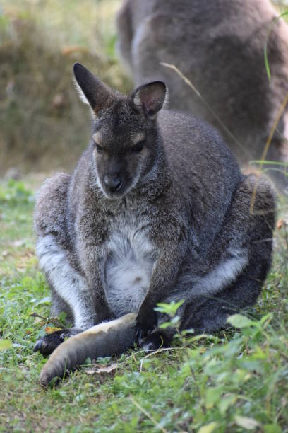 istock A cute brown Kangaroo sitting on a green meadow 1018267544