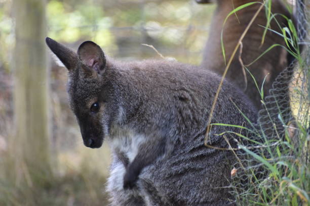 istock A cute brown Kangaroo sitting on a green meadow 1018267590
