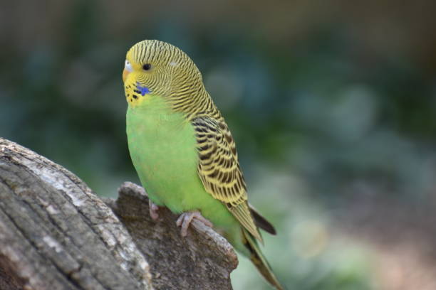 istock Closeup of a small green budgie sitting on a tree branch 1018271872