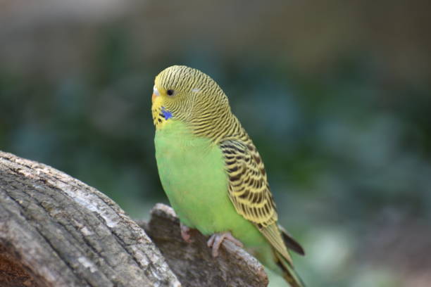 istock Closeup of a small green budgie sitting on a tree branch 1018272036