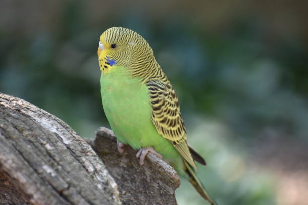 istock Closeup of a small green budgie sitting on a tree branch 1018272062