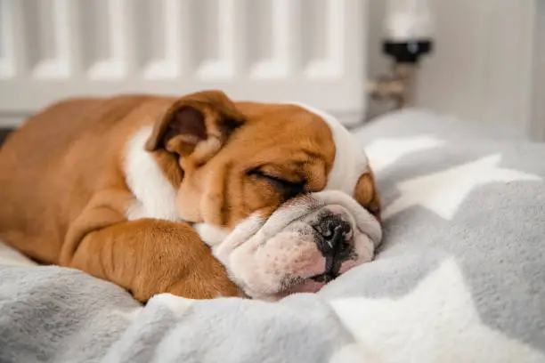 A cute British Bulldog sleeping in a dog bed.