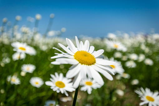 White Daisy blossoms on green field with blue sky.