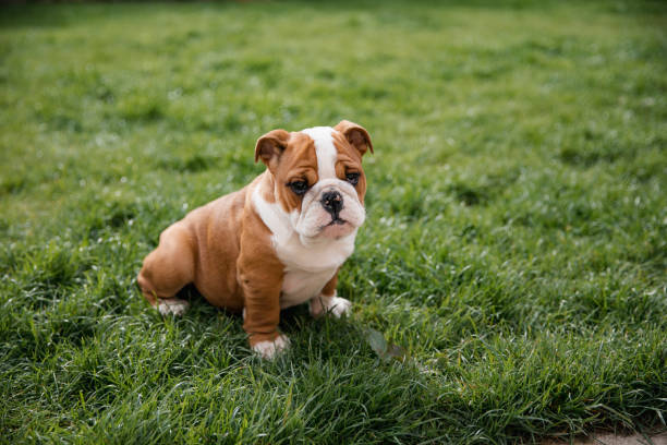 bulldog britannico seduto - english bulldog foto e immagini stock