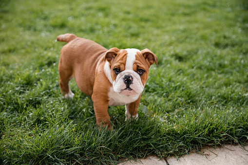 A close up shot of a cute british bulldog standing up on the grass.