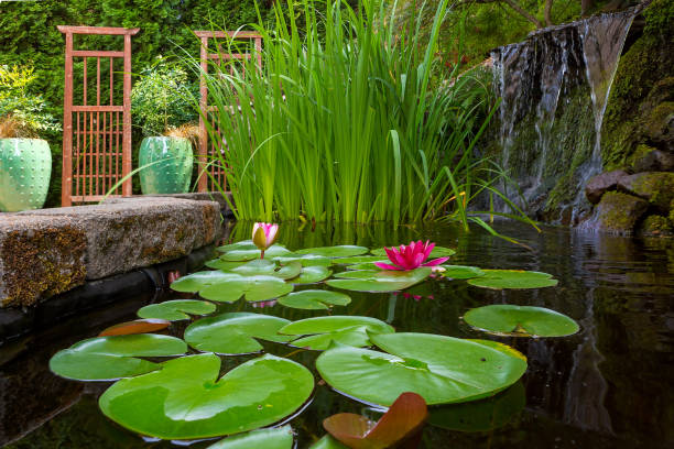 istock Backyard garden pond with waterfall and water plants 1018277148