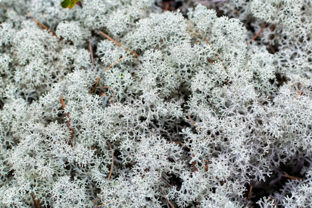 istock Reindeer Lichen (Cladonia) close up 1018277422