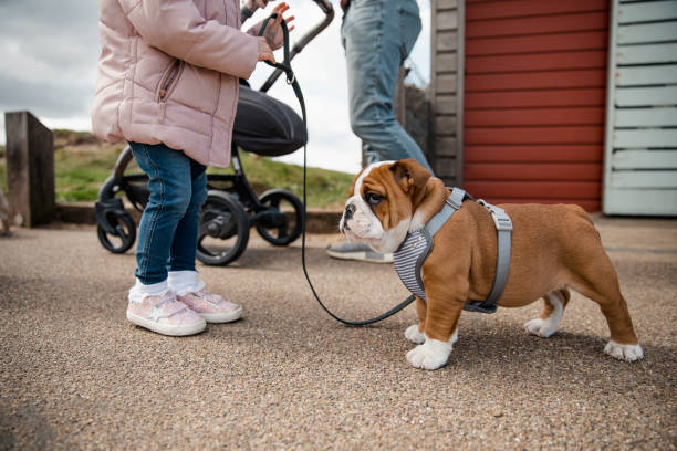 Little Girl Walking British Bulldog A close up shot of a little girl walking her cute british bulldog who is wearing an animal harness. animal harness stock pictures, royalty-free photos & images