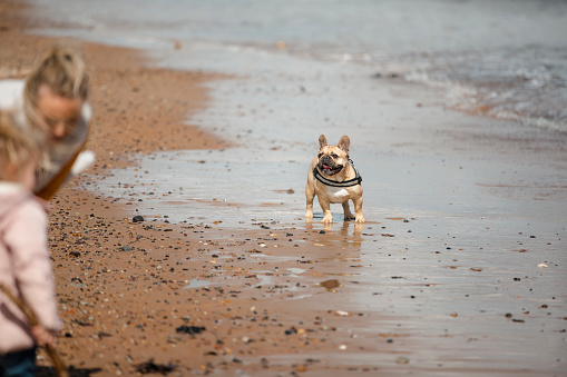 A front view shot of a french bulldog standing on the beach next to the tide.