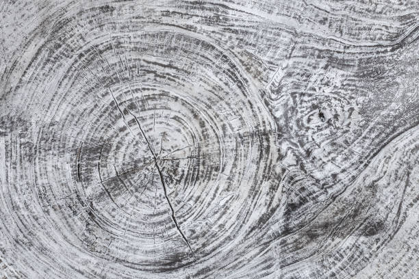 istock A wooden textured gray background. Structure of wood material, 1018283370